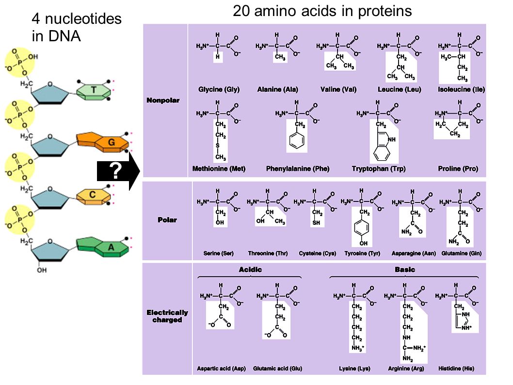 4 nucleotides in DNA 20 amino acids in proteins