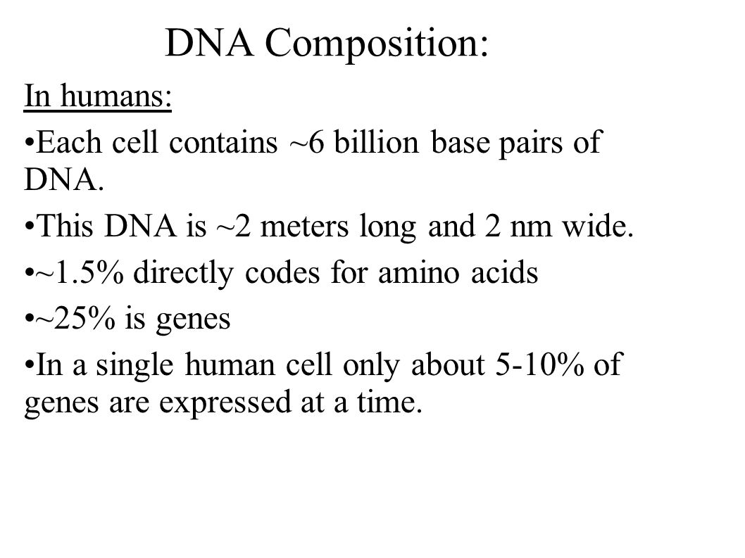DNA Composition: In humans: Each cell contains ~6 billion base pairs of DNA.