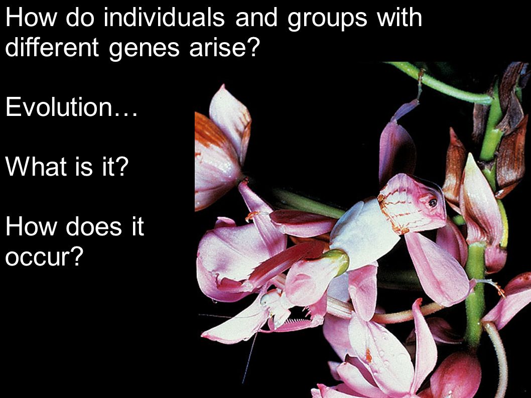 How do individuals and groups with different genes arise Evolution… What is it How does it occur