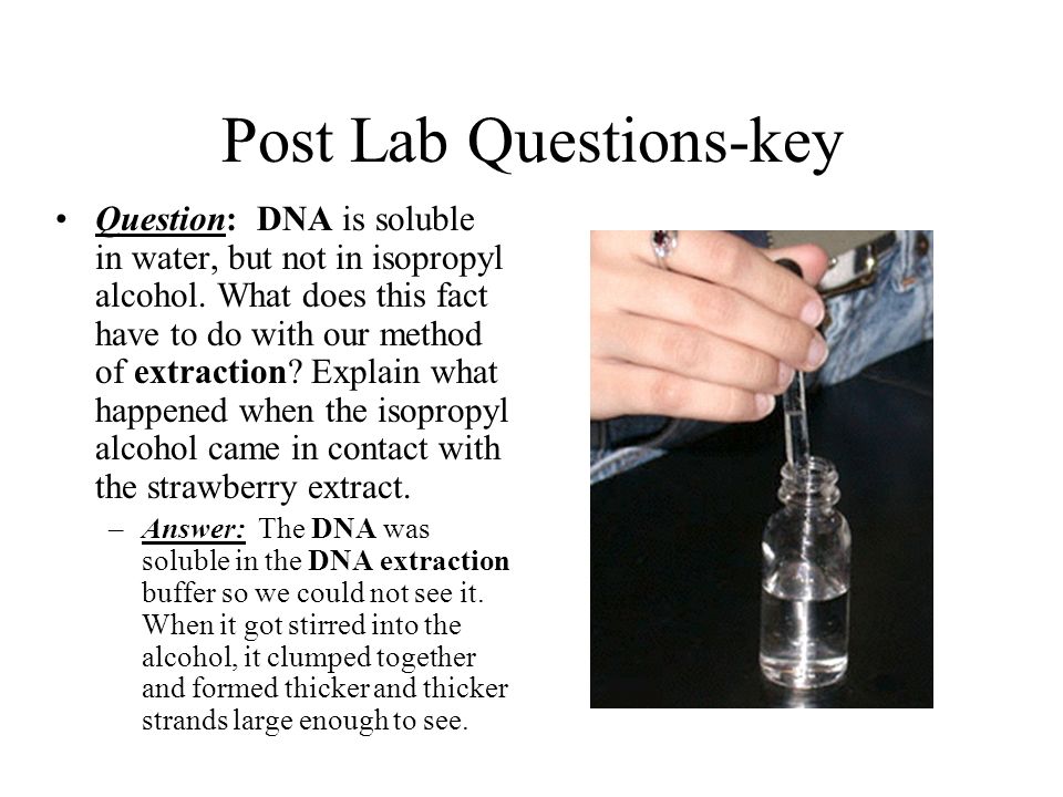 strawberry dna extraction lab questions