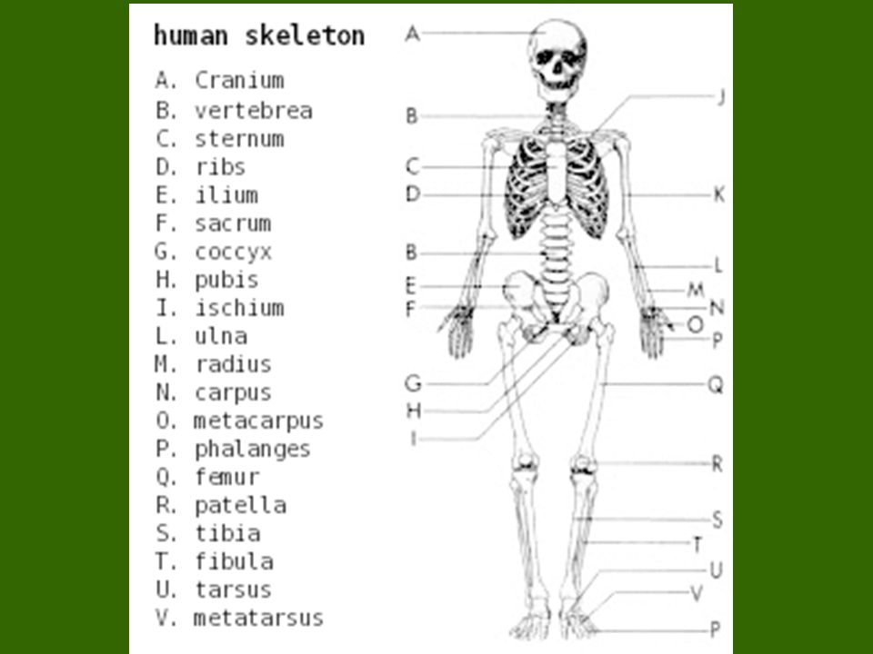 Presentation on theme: "Skeletal System Composed of the body’s bones a...
