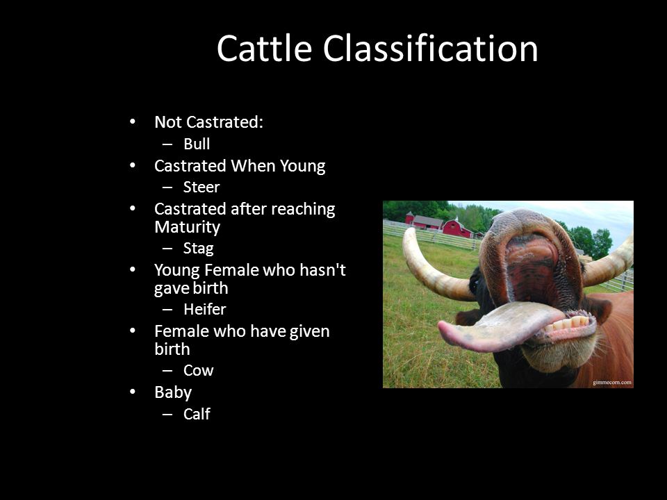 POA Animal Science Basic Animal Classification. Objectives To gain an  understanding of basic animal science terminology. - ppt download
