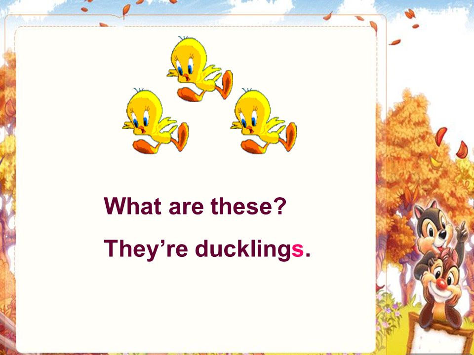 What are these They’re ducks.