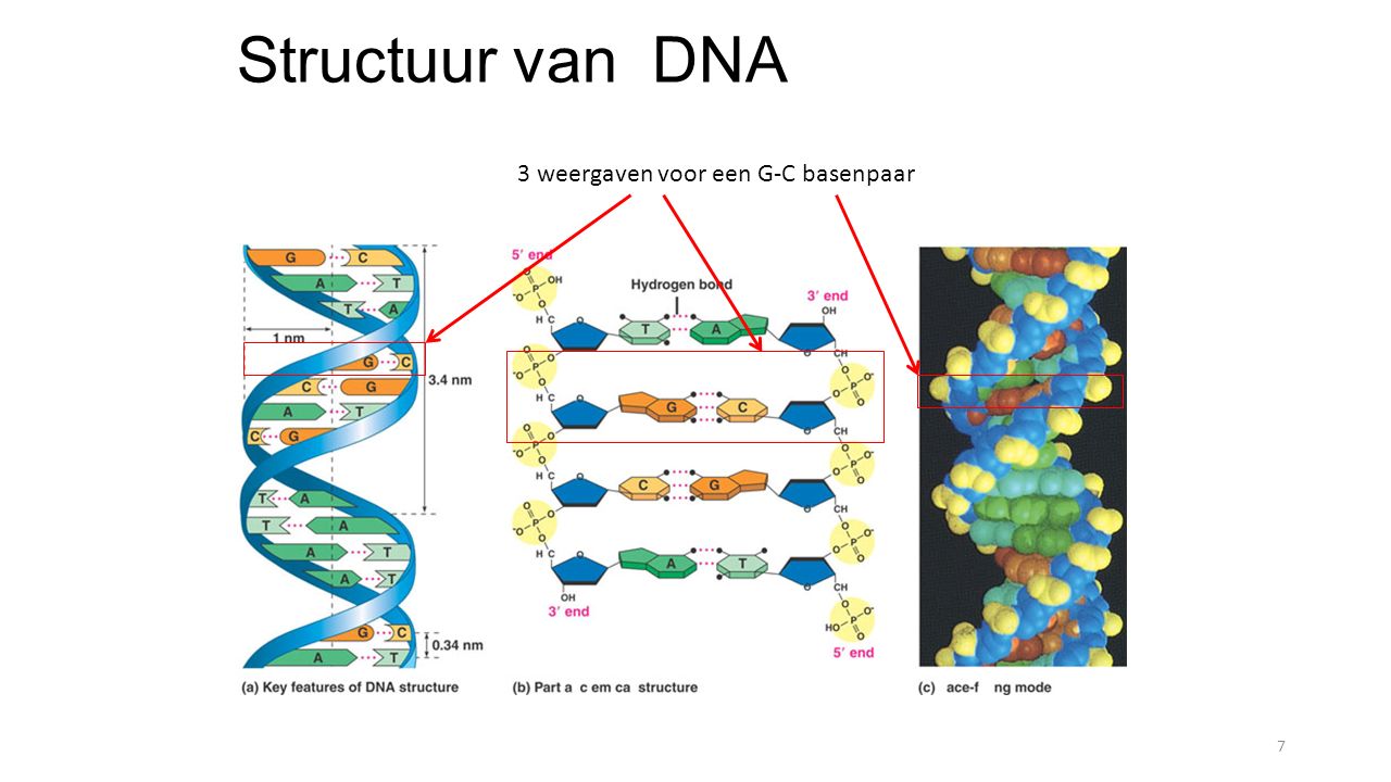 G C T A. G A G A T C T C 4 Mrna Synthesis Of Mrna In The Nucleus Dna 