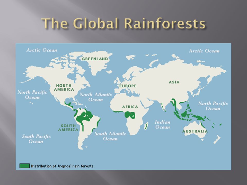 Rainforests. Why are Rainforests so important? They provide a home for ...