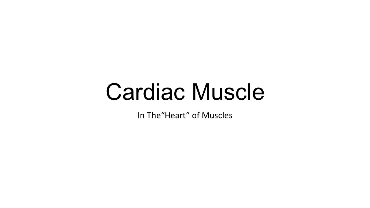 Cardiac Muscle In The Heart of Muscles