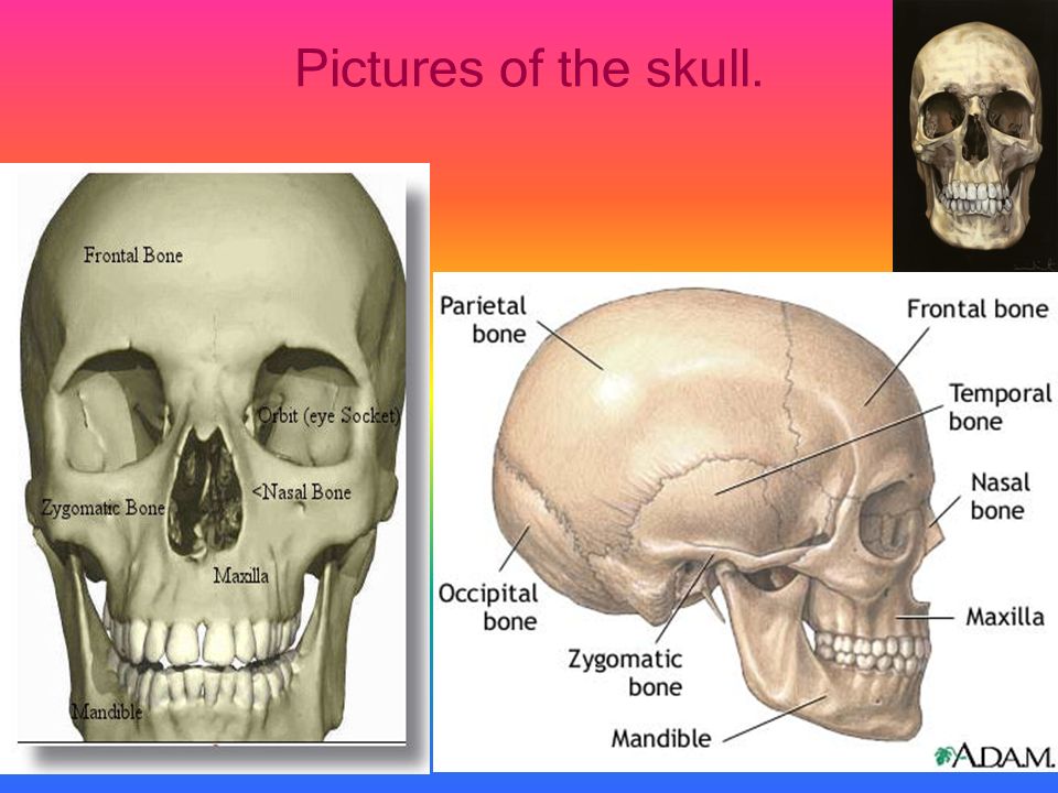 Information about the skeletal system The skeletal system helps us move our body.
