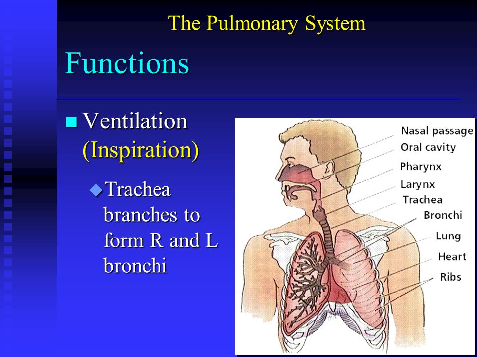 Functions n Ventilation (Inspiration) u Trachea branches to form R and L bronchi The Pulmonary System