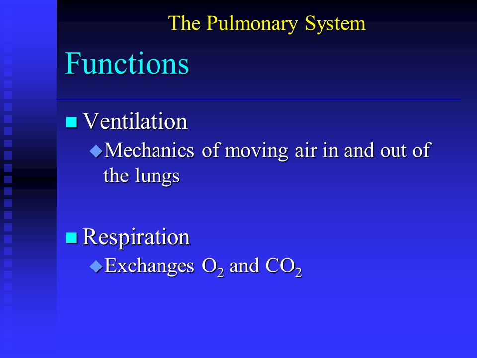 Functions n Ventilation u Mechanics of moving air in and out of the lungs n Respiration u Exchanges O 2 and CO 2 The Pulmonary System