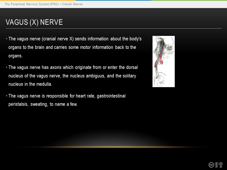 The vagus nerve (cranial nerve X) sends information about the body s organs to the brain and carries some motor information back to the organs.