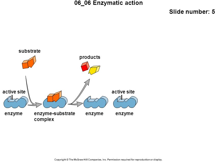 06_06 Enzymatic action Slide number: 5 Copyright © The McGraw-Hill Companies, Inc.