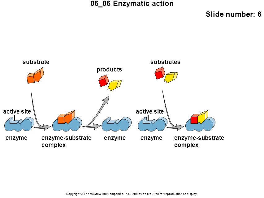 06_06 Enzymatic action Slide number: 6 Copyright © The McGraw-Hill Companies, Inc.