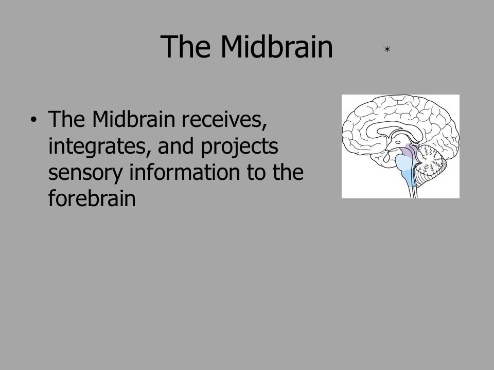 The Midbrain The Midbrain receives, integrates, and projects sensory information to the forebrain *