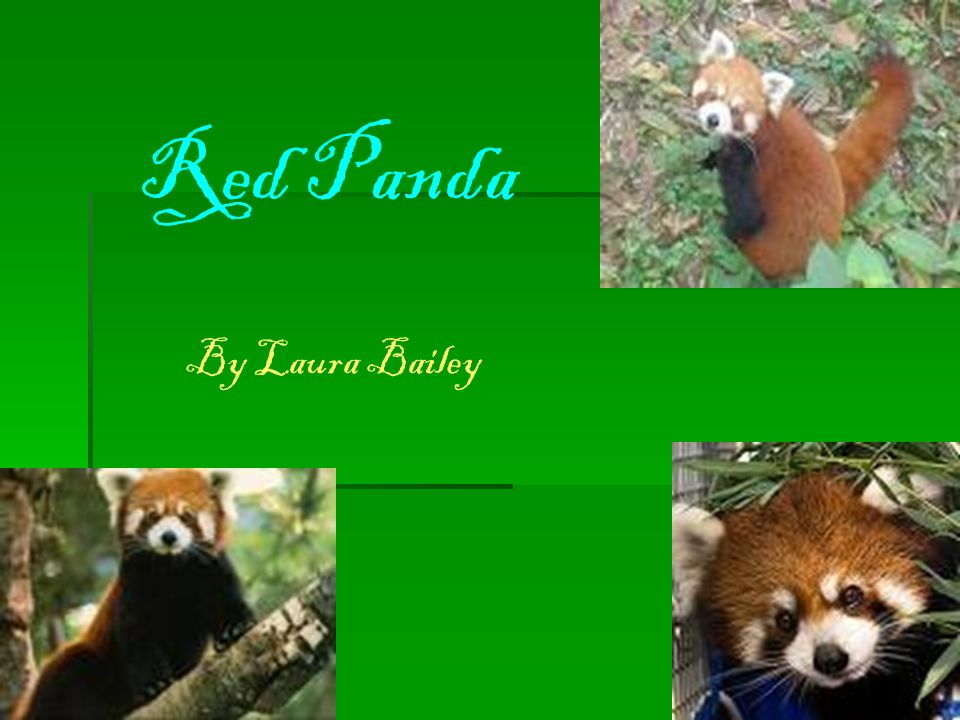 Красная панда проект 2 класс Red Panda By Laura Bailey. Red pandas ' red and white markings blend in with the