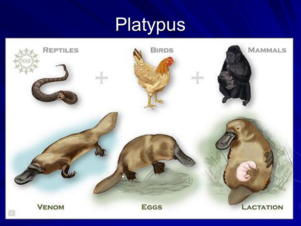 Science 204 Animals How do we group animals? Scientist group or classify  animals into 2 categories. The first is called animals with backbones such  as. - ppt download