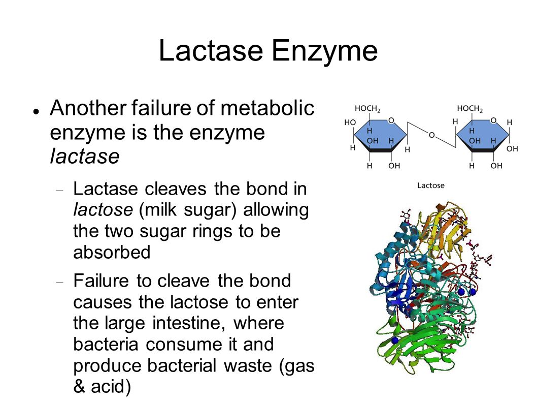 Lactase Enzyme Another failure of metabolic enzyme is the enzyme lactase  Lactase cleaves the bond in lactose (milk sugar) allowing the two sugar rings to be absorbed  Failure to cleave the bond causes the lactose to enter the large intestine, where bacteria consume it and produce bacterial waste (gas & acid)