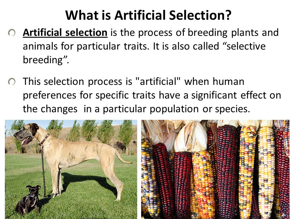 Artificial Selection & Natural Selection. What is Artificial Selection?  Artificial selection is the process of breeding plants and animals for  particular. - ppt download