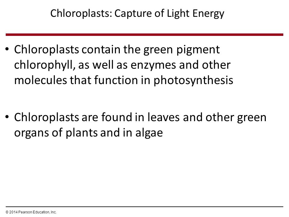Chloroplasts: Capture of Light Energy Chloroplasts contain the green pigment chlorophyll, as well as enzymes and other molecules that function in photosynthesis Chloroplasts are found in leaves and other green organs of plants and in algae © 2014 Pearson Education, Inc.
