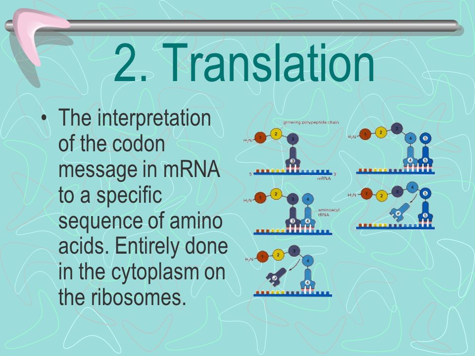 Transcription DNARNADNARNA CytosineGuanineGuanineCytosine ThymineAdenineAdenineUracil AdenineUracilThymineAdenine The triplet formed by the mRNA is called a codon.