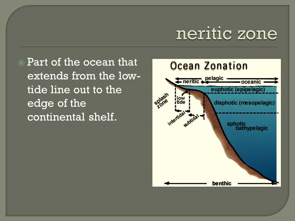 Finish The Worksheet On Intertidal Zone You Will Label The