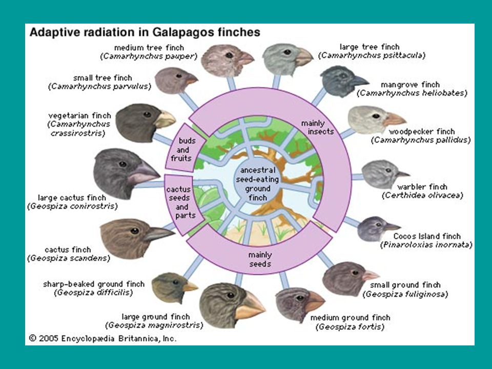 DARWIN'S FINCHES. - ppt download