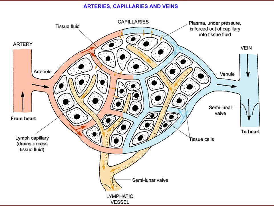 the lymphatic system along with the blood circulatory system Diagram of Dehydration 5 formation of lymph because blood in arteries are under high pressure they force out some fluid through the capillaries because blood in arteries are
