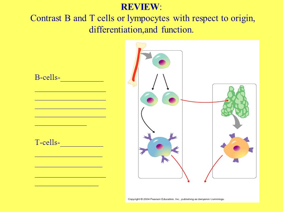 REVIEW: Contrast B and T cells or lympocytes with respect to origin, differentiation,and function.
