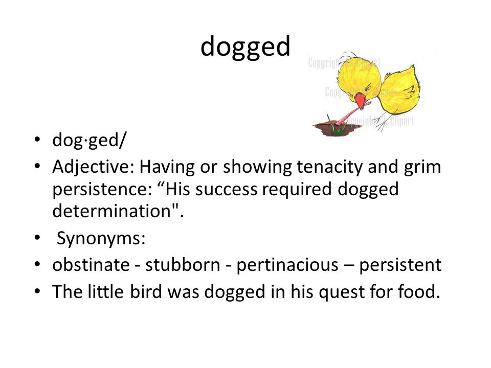 Word of the day, “pertinacious” synonym for stubborn. Meaning to