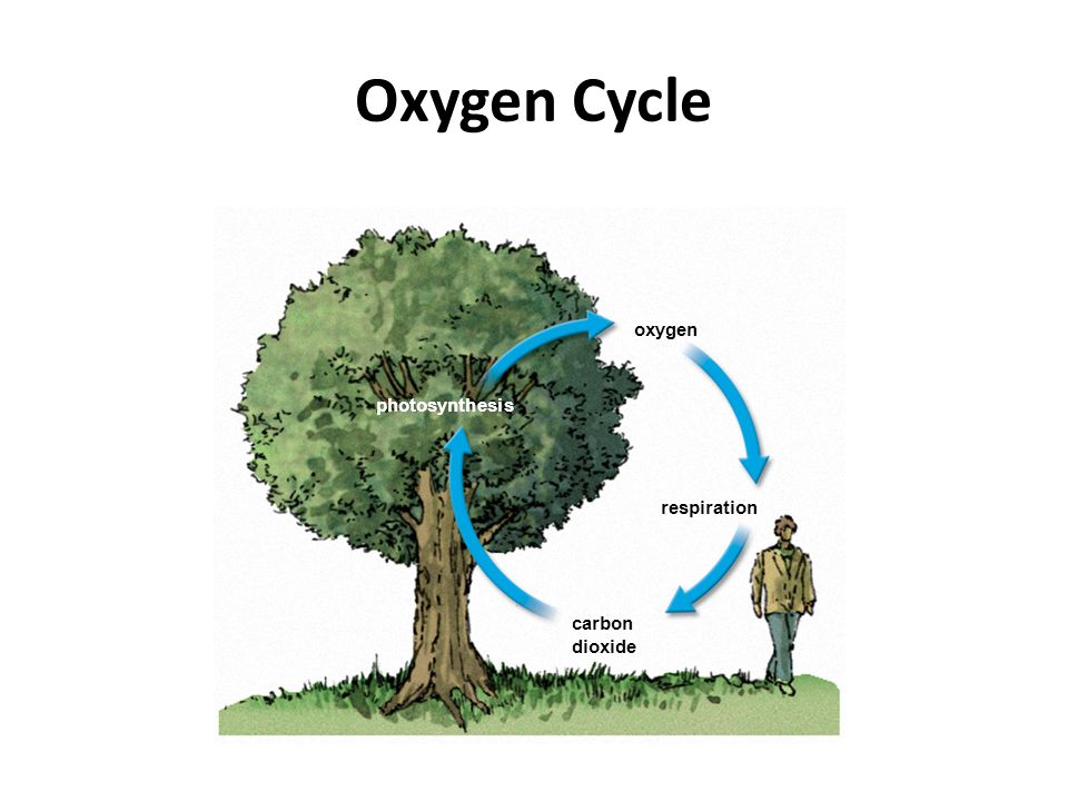 Oxygen Cycle oxygen respiration carbon dioxide photosynthesis