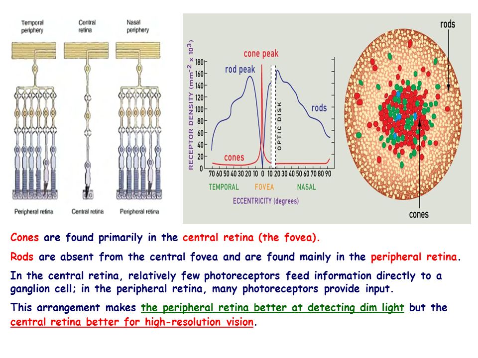 Faculty Of Medicine Dr Zaid Mansour The Eye The Eye Ppt Download Faculty Of Medicine Dr Zaid Mansour The Eye The Eye Ppt Download