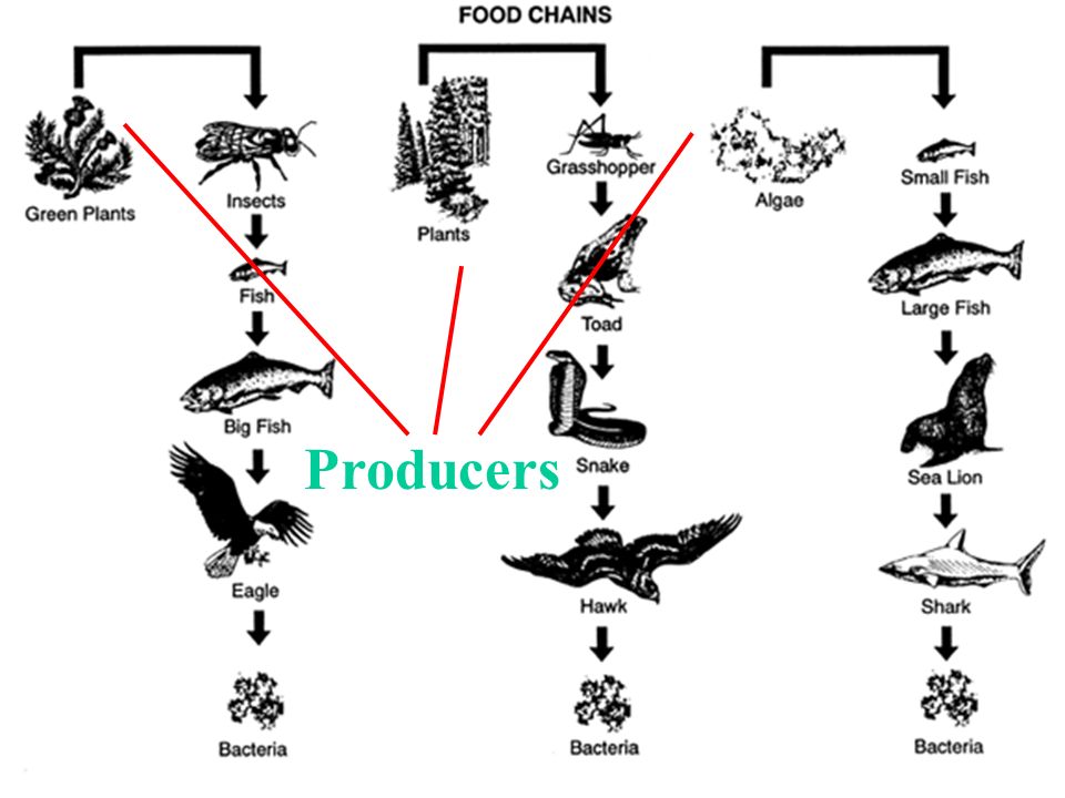 Food Chains How do humans affect the food chain?. - ppt download