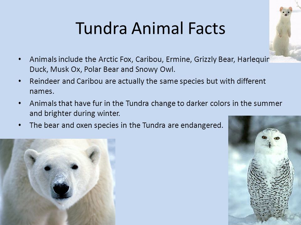 By: Keith Macknight. Tundra Biome facts Tundra Biomes are cold throughout  the year. In summertime, the sun shines 24 hours a day, but it is still  cold. - ppt download