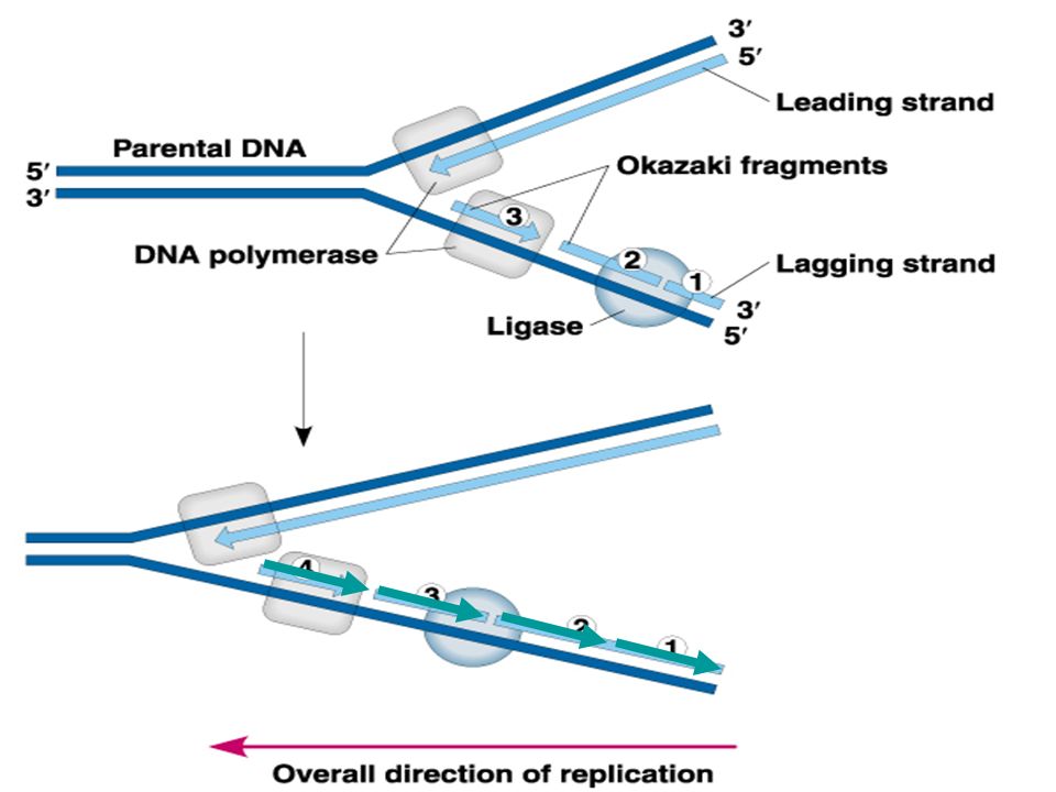 Bioflix activity dna replication dna replication diagram. 