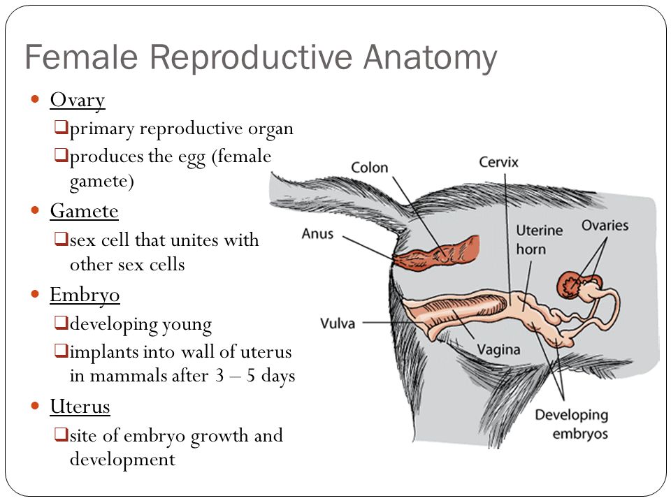 Small Animal Reproduction. What is reproduction? Sexual Reproduction is the  union of egg and sperm to produce a new animal Two parents required  male.  - ppt download