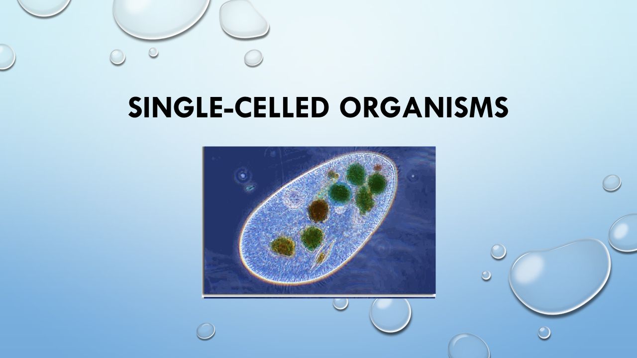 single celled organisms what is a single celled organism an single celled organisms
