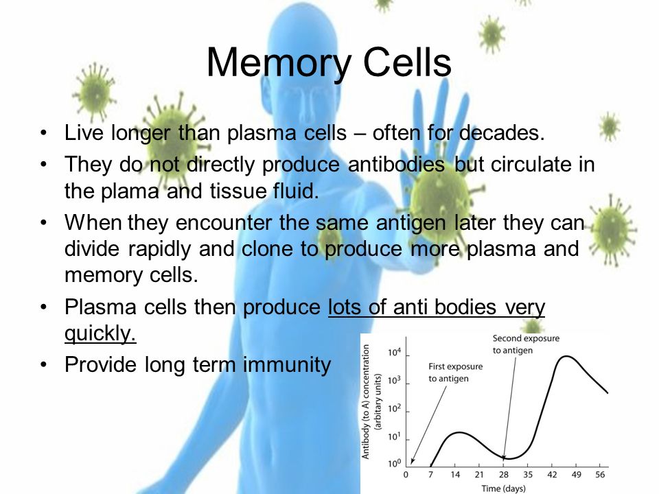 Exam Question Self Mark It A I Disease Causing Organism Memory Cells Live Longer Than Plasma Often For Decades