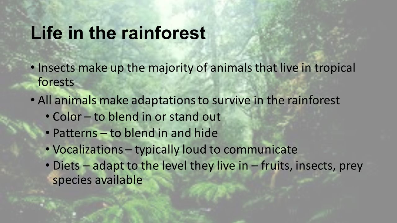 Student Powerpoint My Rainforest Animal Presentation 1