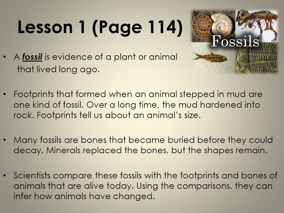 How Do Living Things of the Past Compare with Those of Today? Thousands of  fossils have been found at Thomas Farm in central Florida. More are still  being. - ppt download