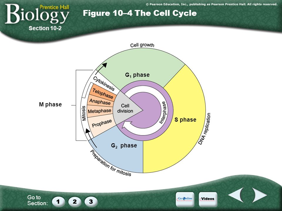 Go to Section: M phase G 2 phase S phase G 1 phase Figure 10–4 The Cell Cycle Section 10-2