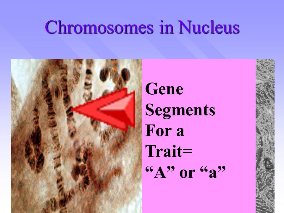Dominant Allele: Upper case letter of the alphabet Upper case letter of the alphabet Codes for dominant traits Codes for dominant traits Recessive Allele: Lower case letter of the alphabet Codes for recessive traits