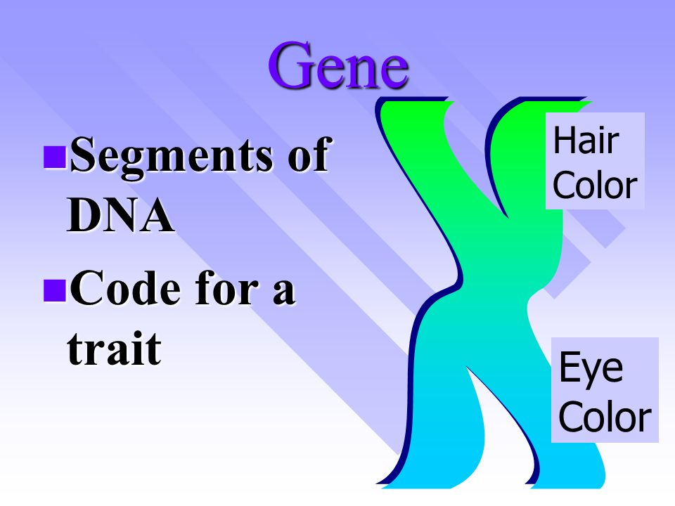 Chromosome DNA Code for traits