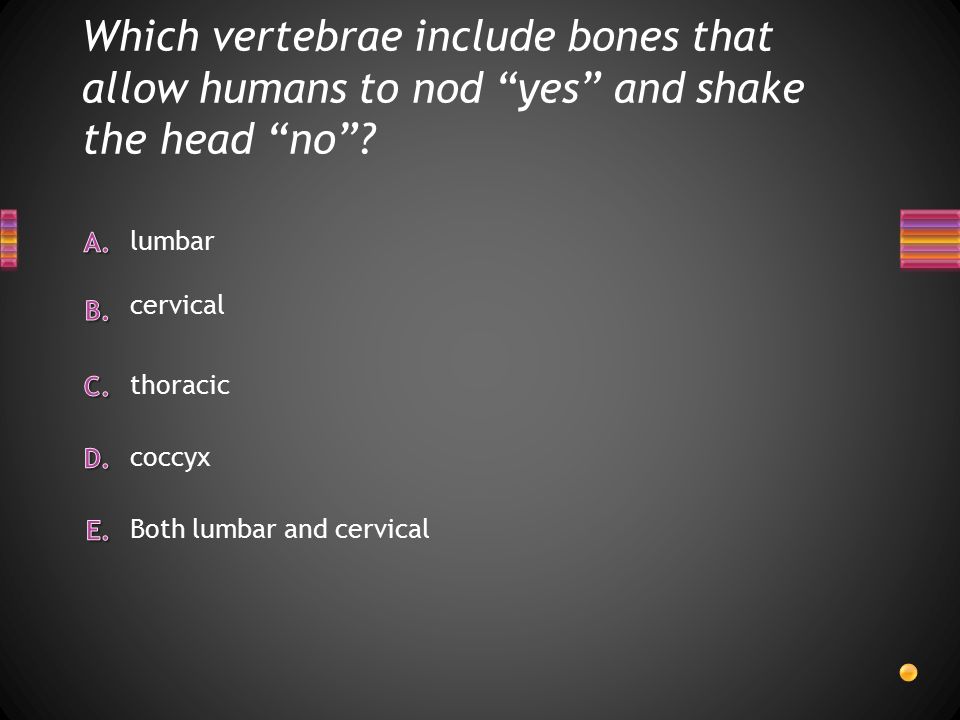 Which vertebrae include bones that allow humans to nod yes and shake the head no .