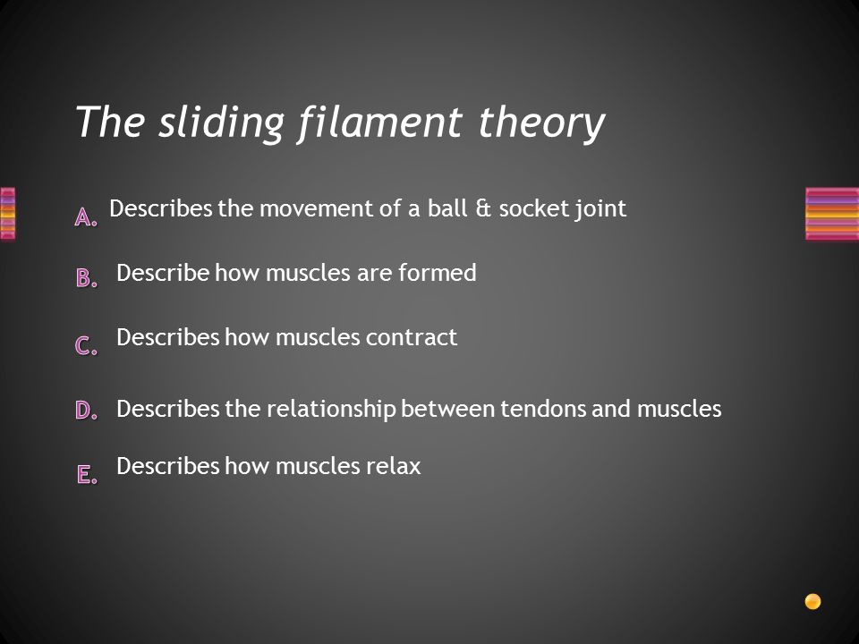 The sliding filament theory Describes the movement of a ball & socket joint Describes the relationship between tendons and muscles Describe how muscles are formed Describes how muscles relax Describes how muscles contract