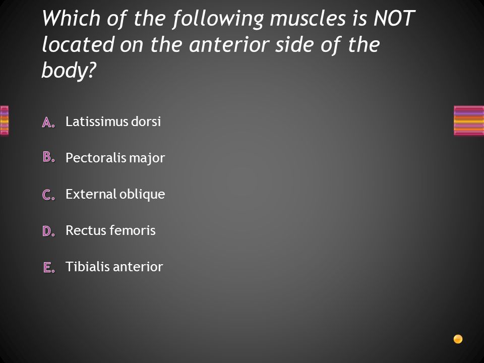 Which of the following muscles is NOT located on the anterior side of the body.