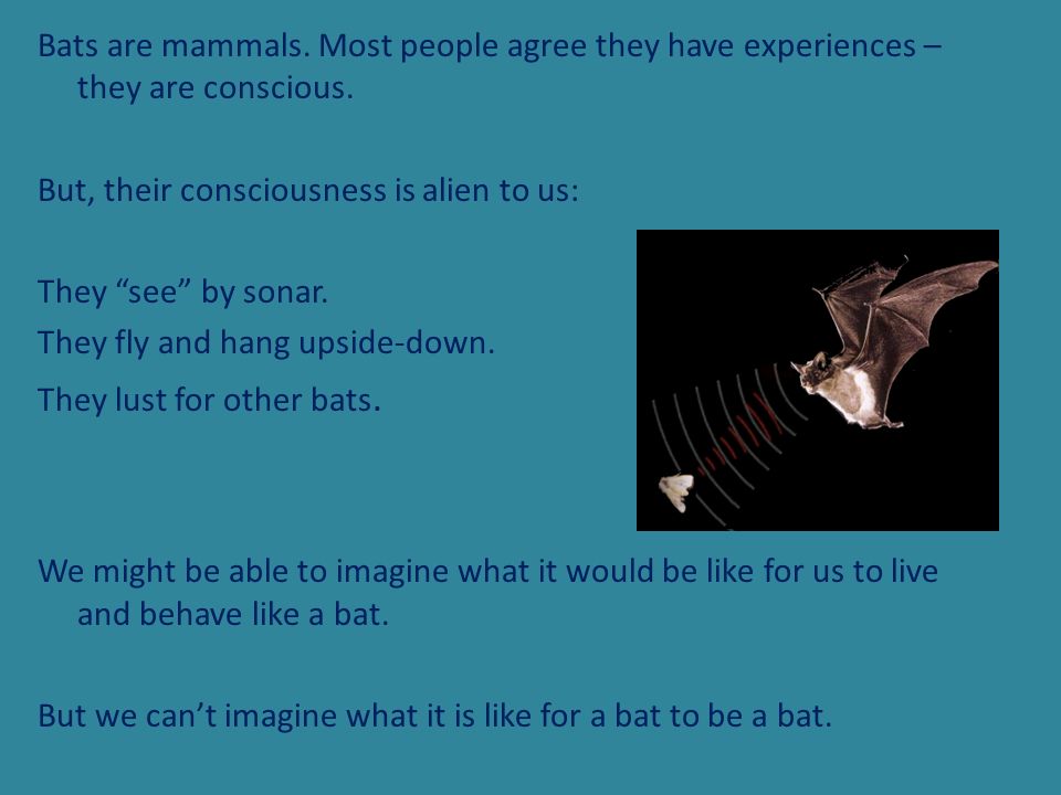 Bats are mammals. Most people agree they have experiences – they are conscious.