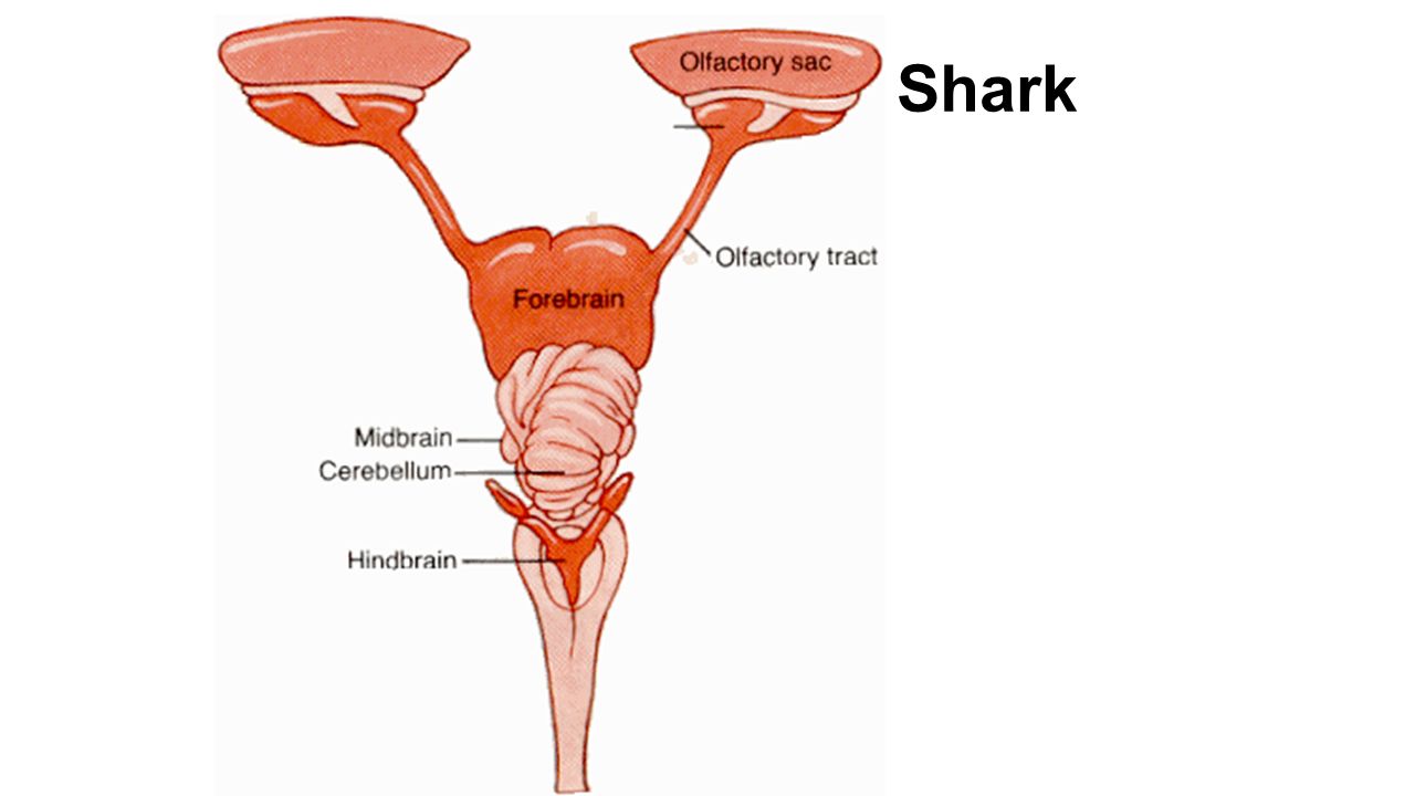 Какой мозг акулы. Мозг акулы. Мозг акулы строение. Строение головного мозга акулы. Мозг акулы схема.