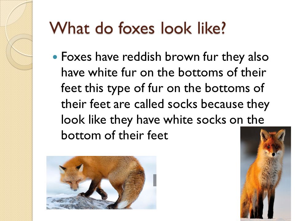 Clever as a fox Clever as a fox By: Chloe Adamson. - ppt download
