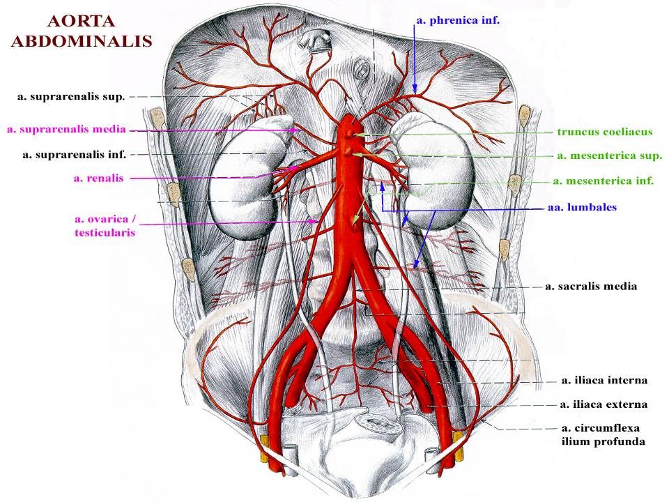 Arteries Of Upper Limbs Ppt Video Online Download