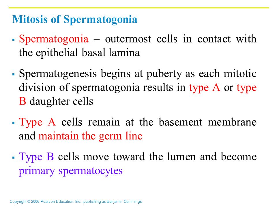 Copyright © 2006 Pearson Education, Inc., publishing as Benjamin Cummings Mitosis of Spermatogonia  Spermatogonia – outermost cells in contact with the epithelial basal lamina  Spermatogenesis begins at puberty as each mitotic division of spermatogonia results in type A or type B daughter cells  Type A cells remain at the basement membrane and maintain the germ line  Type B cells move toward the lumen and become primary spermatocytes
