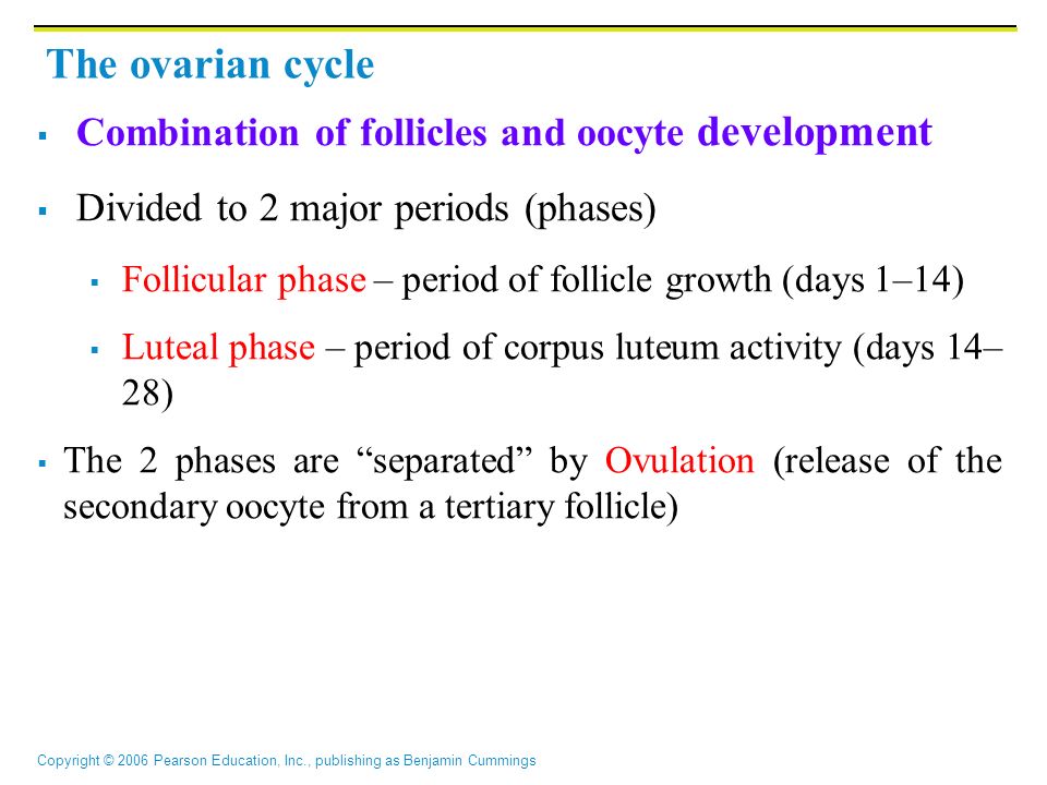 Copyright © 2006 Pearson Education, Inc., publishing as Benjamin Cummings  Combination of follicles and oocyte development  Divided to 2 major periods (phases)  Follicular phase – period of follicle growth (days 1–14)  Luteal phase – period of corpus luteum activity (days 14– 28)  The 2 phases are separated by Ovulation (release of the secondary oocyte from a tertiary follicle) The ovarian cycle
